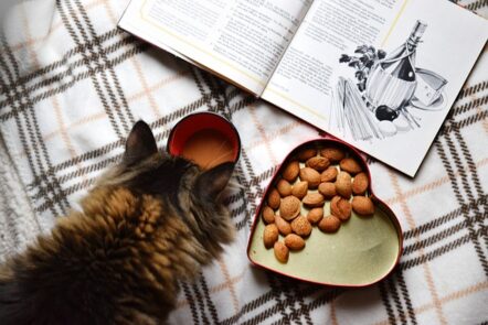 Żywienie kota – ile powinien jeść kot