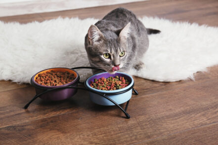 Jak wybrać karmę dla kota, która sprawi, że będzie on żył dłużej i zdrowiej?