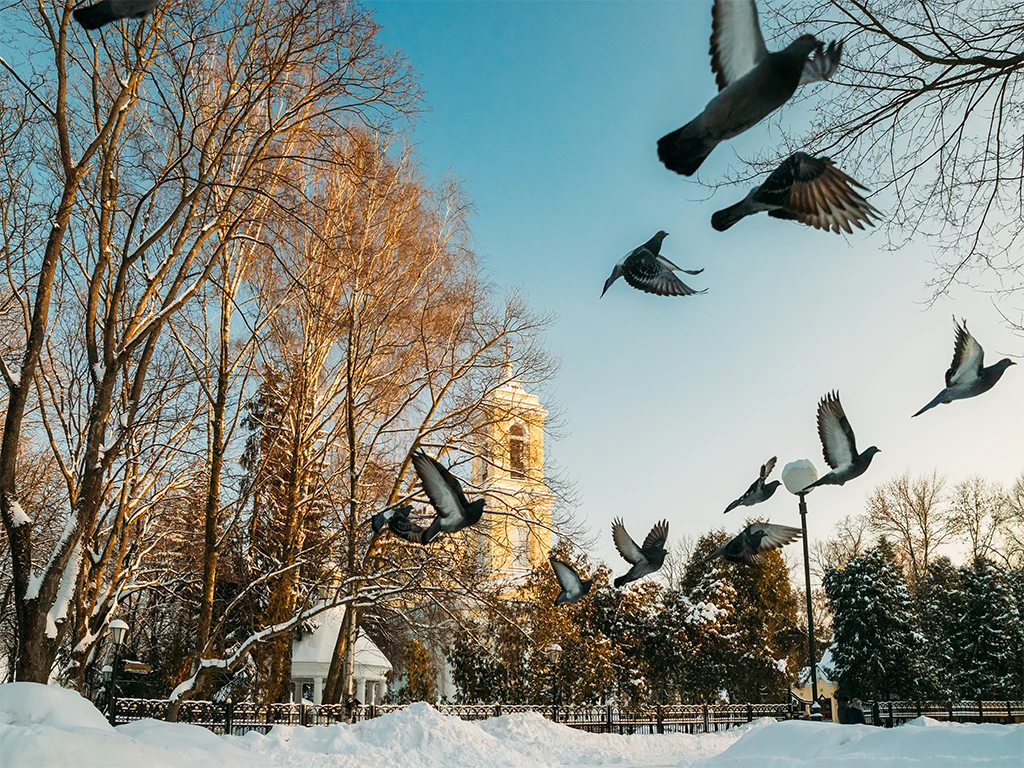 wzlatujące gołębie na Białorusi