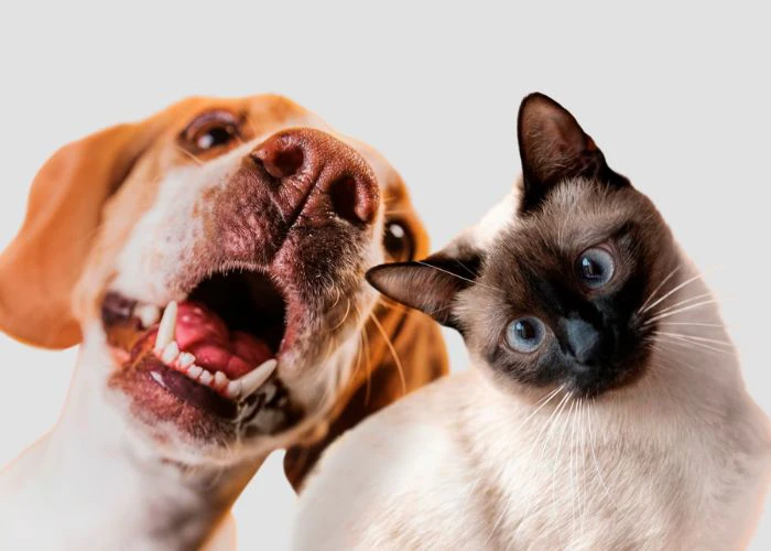 kot i pies patrzący w aparat