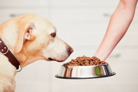 Najczęstsze błędy właścicieli psów – czego unikać podczas karmienia