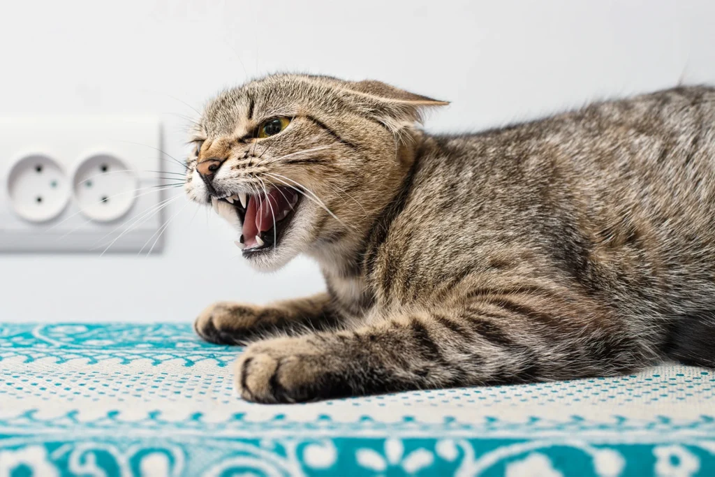 kot pokazuje zęby, wstępne podejrzenie - wścieklizna u kota
