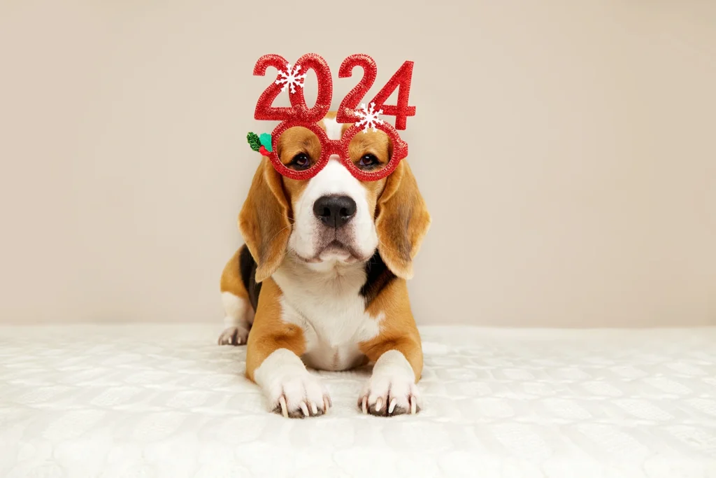 pies z okularami na sylwestra na rok 2024