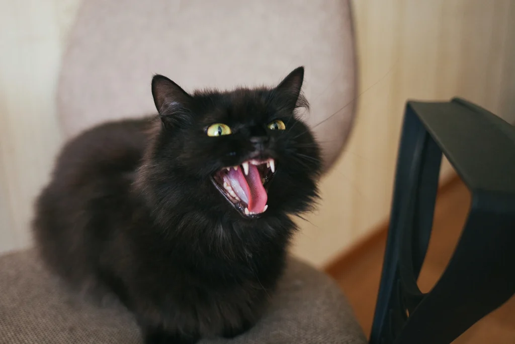 czarny kot pokazuje zęby