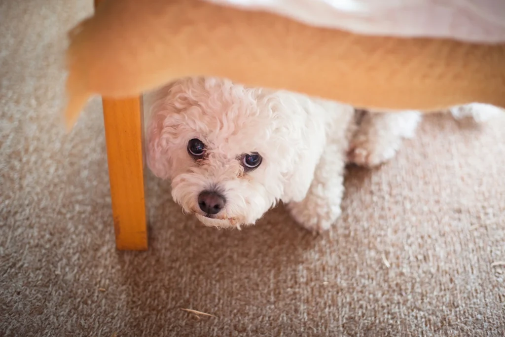 przestraszony pies pod stołem