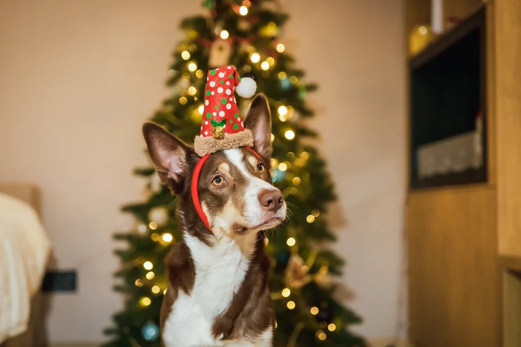 pies ze świąteczną czapką na tle choinki