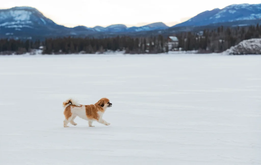 pies spacerujący po śniegu, ochrona łap psa