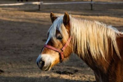 Ochwat u konia – przyczyny i objawy