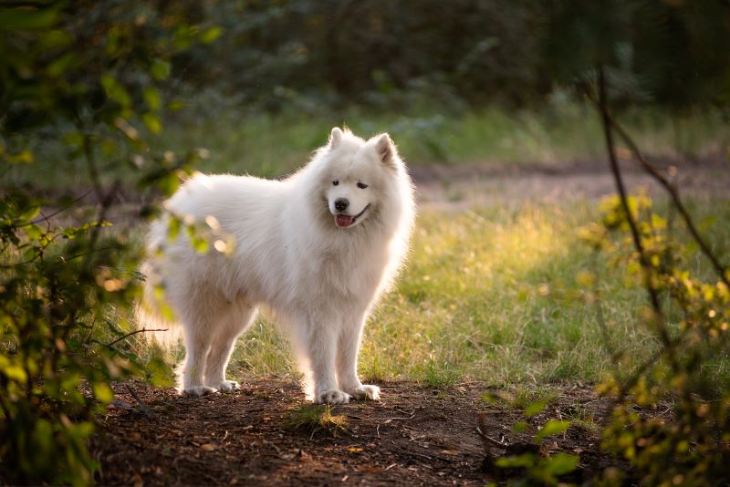 Poznaj rasę Samoyed